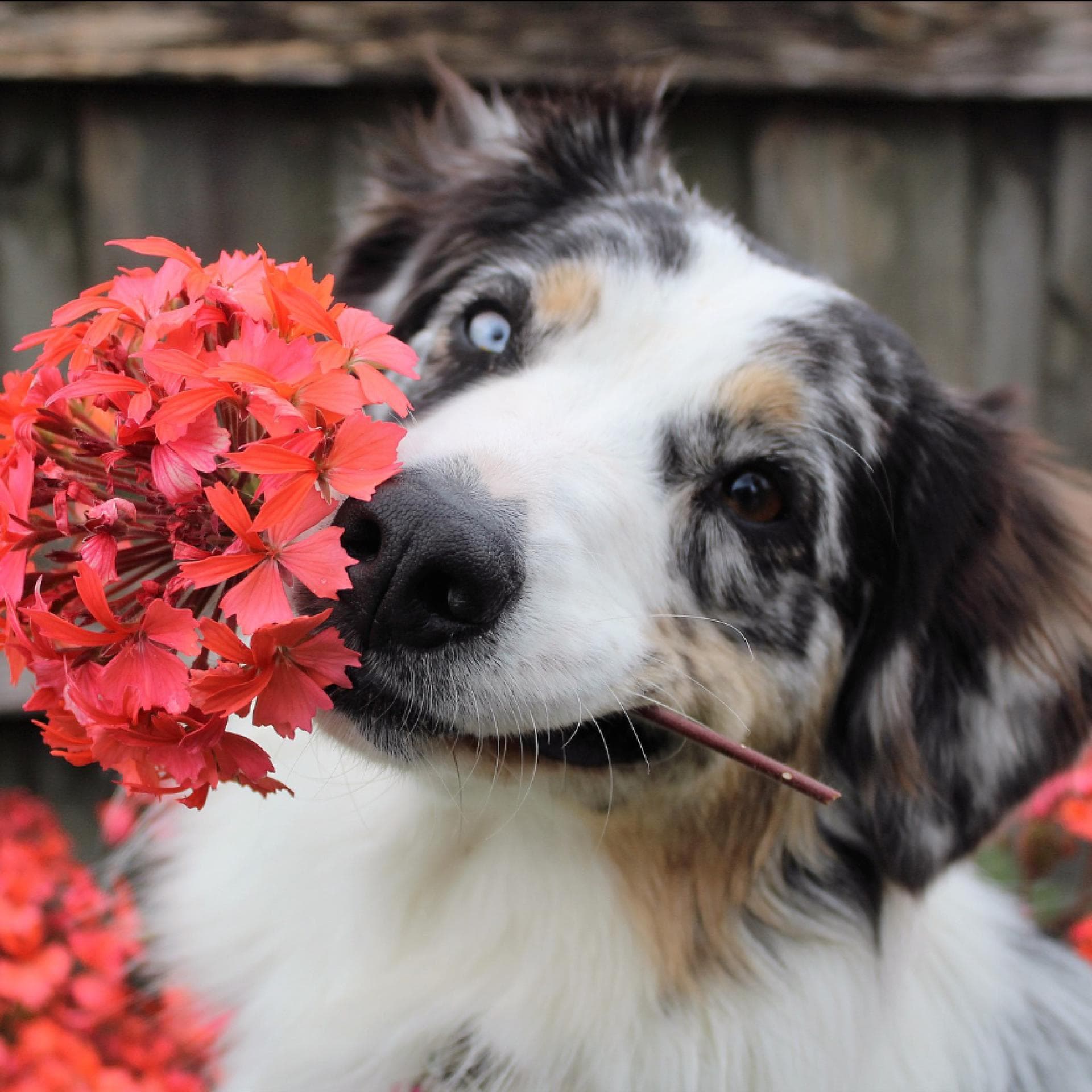 4 berraschende Pflanzen, die giftig fr Hunde sind