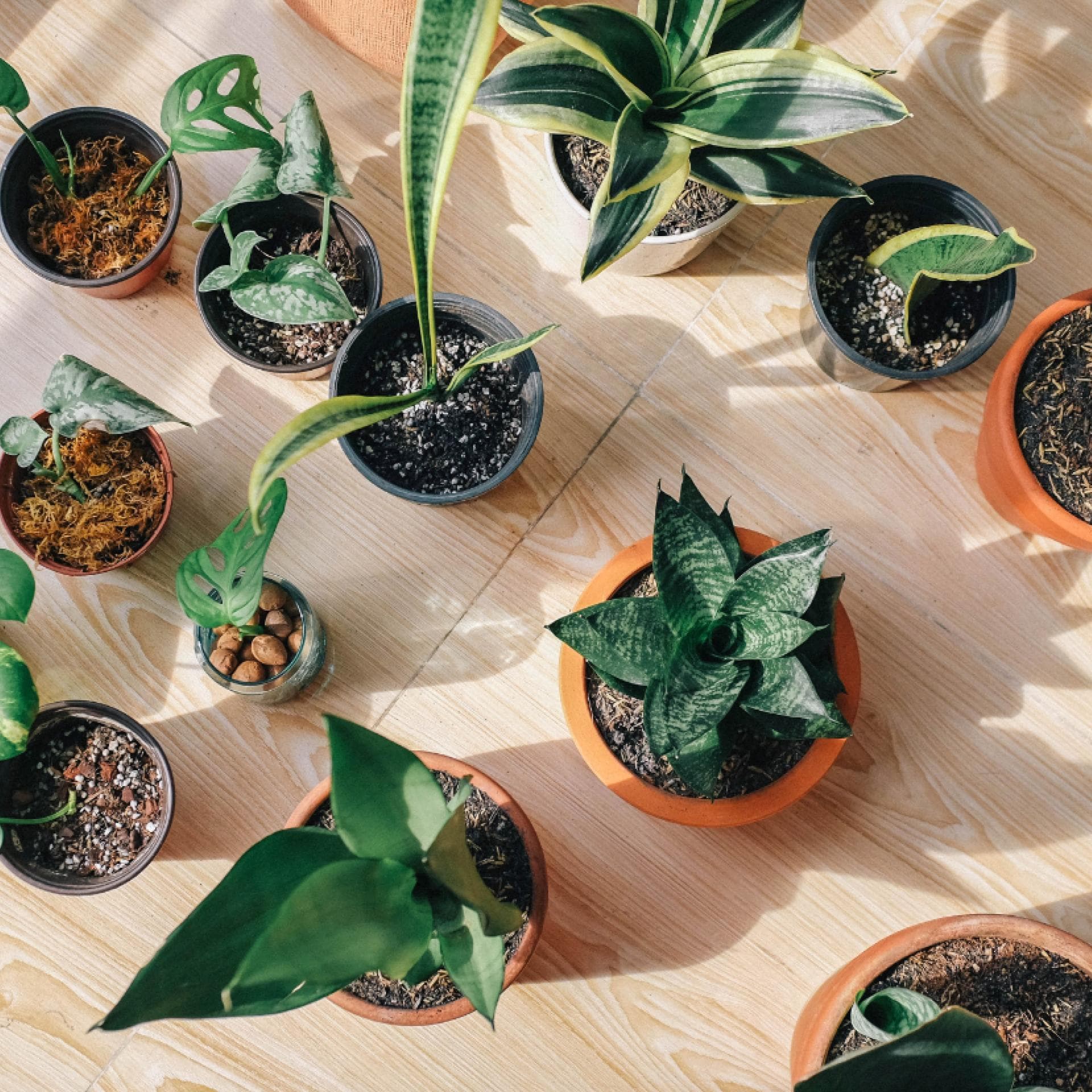 Schimmel auf Blumenerde: Ursachen, Tipps und Hilfe