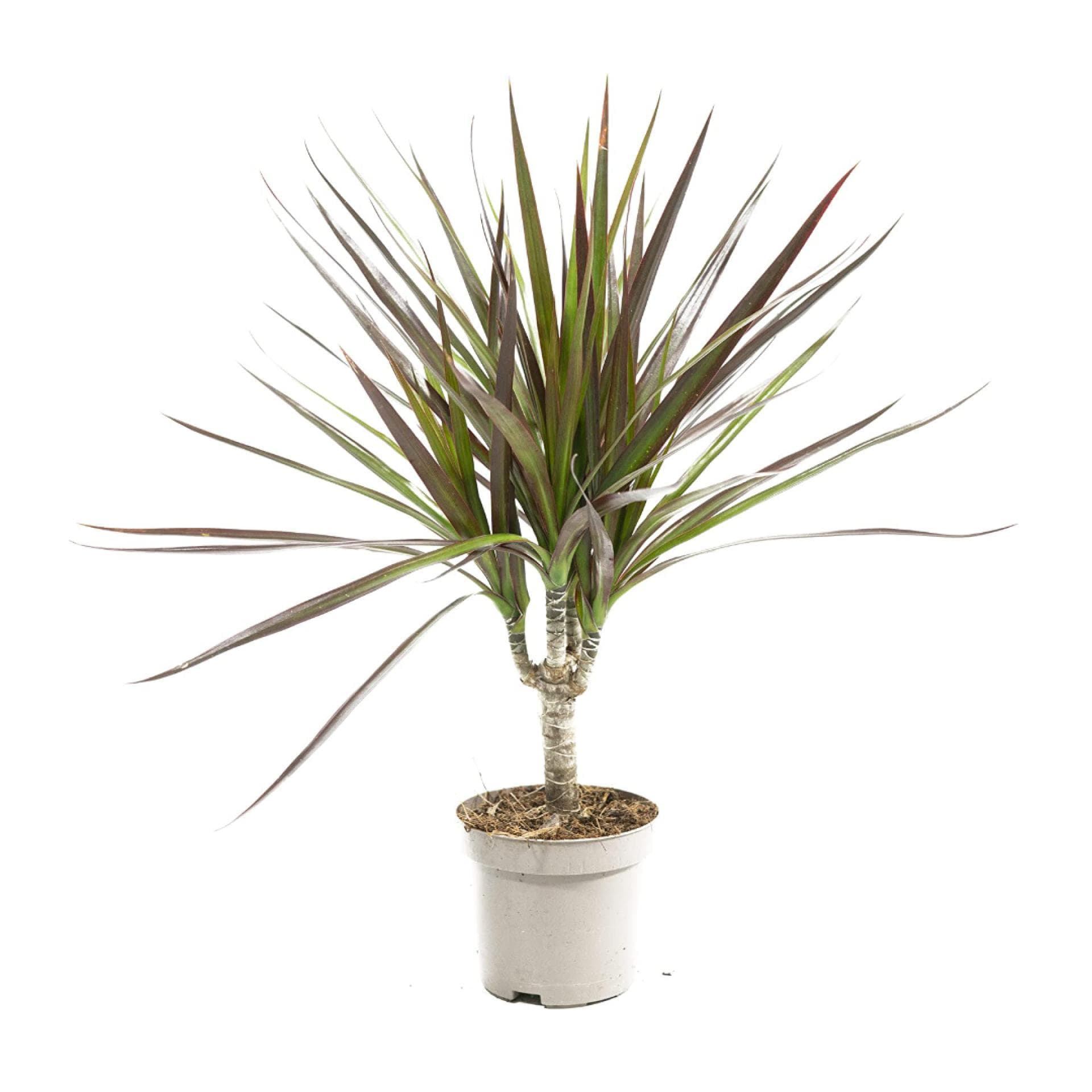 Drachenbaum 