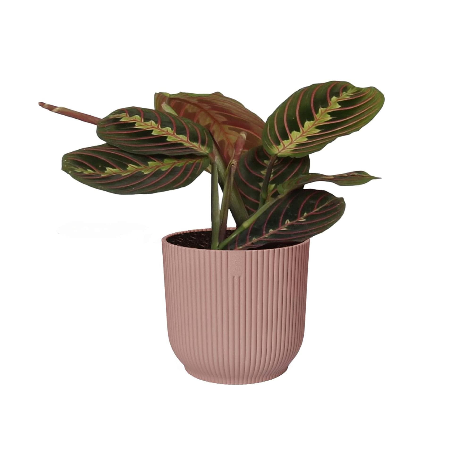 Maranta