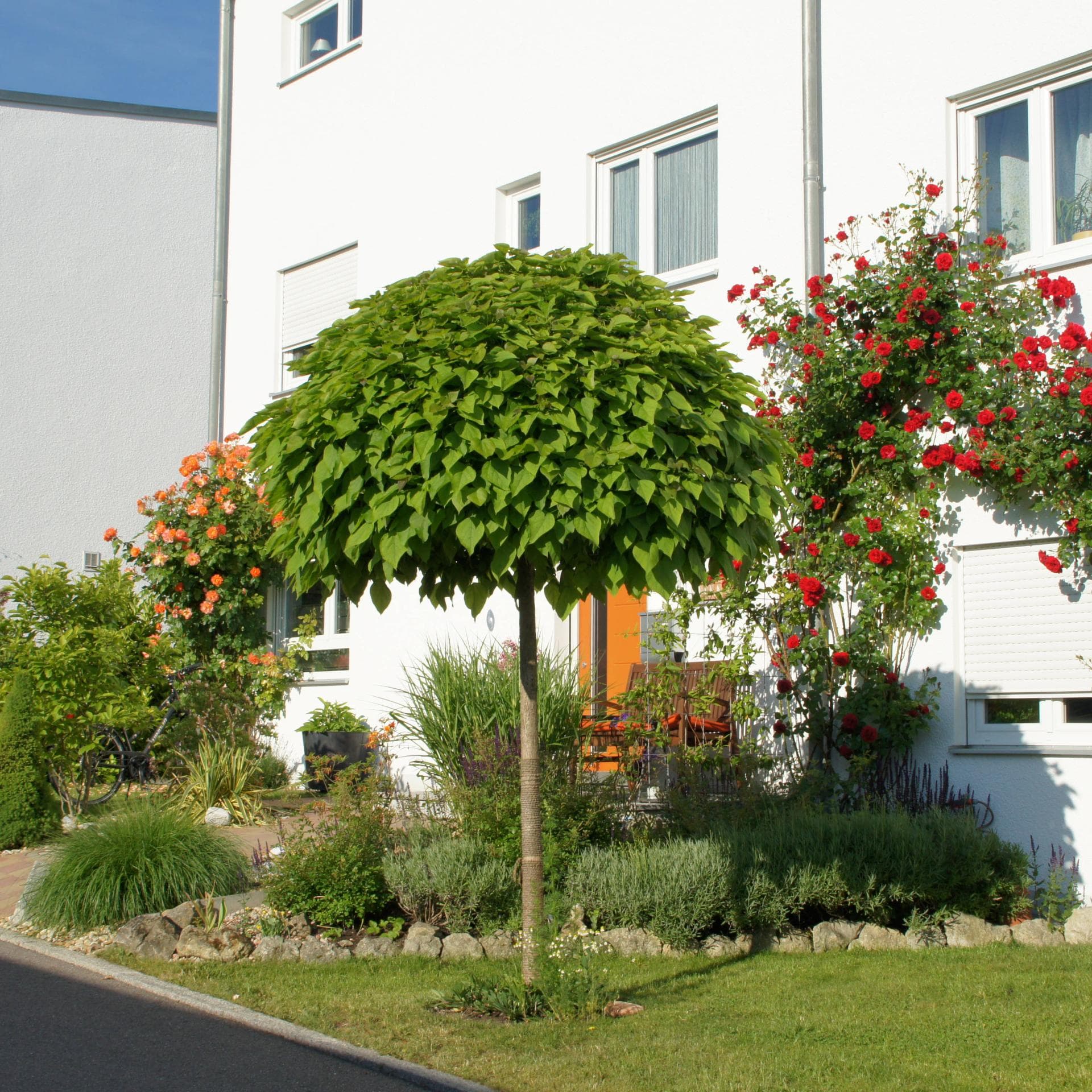 Die schnsten Kugelbume fr den Vorgarten