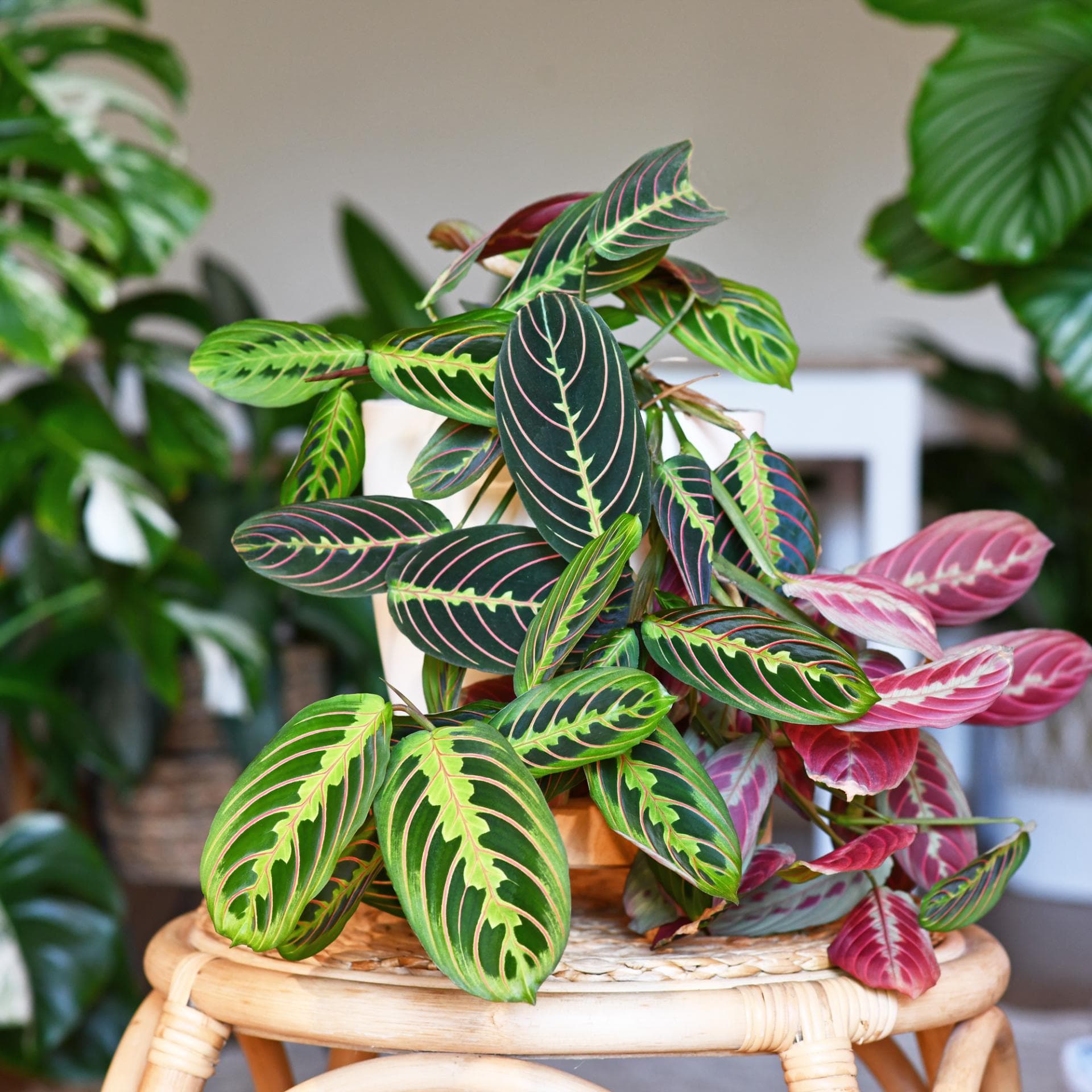 Calathea pflegen: Die besten Tipps & Pflegefehler