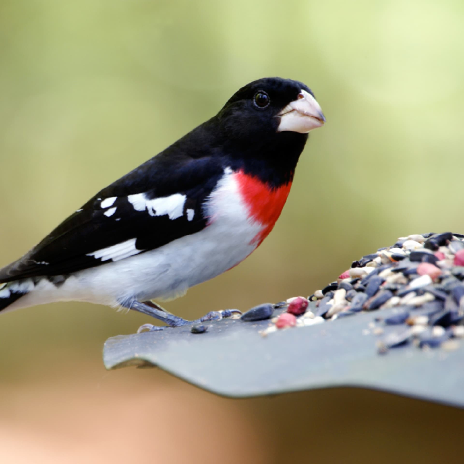 Vogelhäuschen selber bauen Vogel wird gefüttert