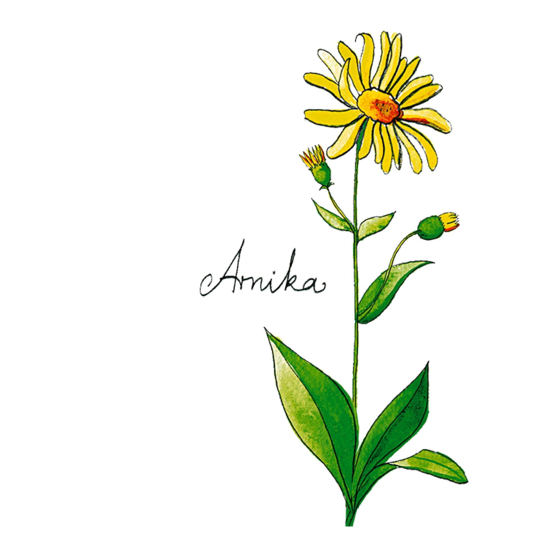 Kraut Arnika Kraut Arnika