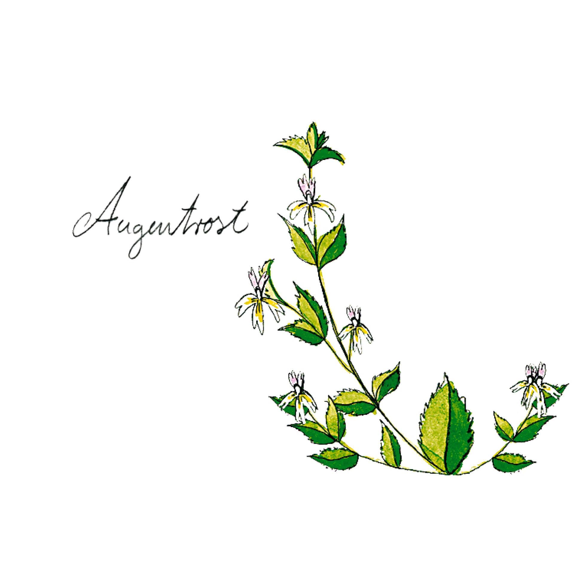 Kraut Augentrost Kraut Augentrost