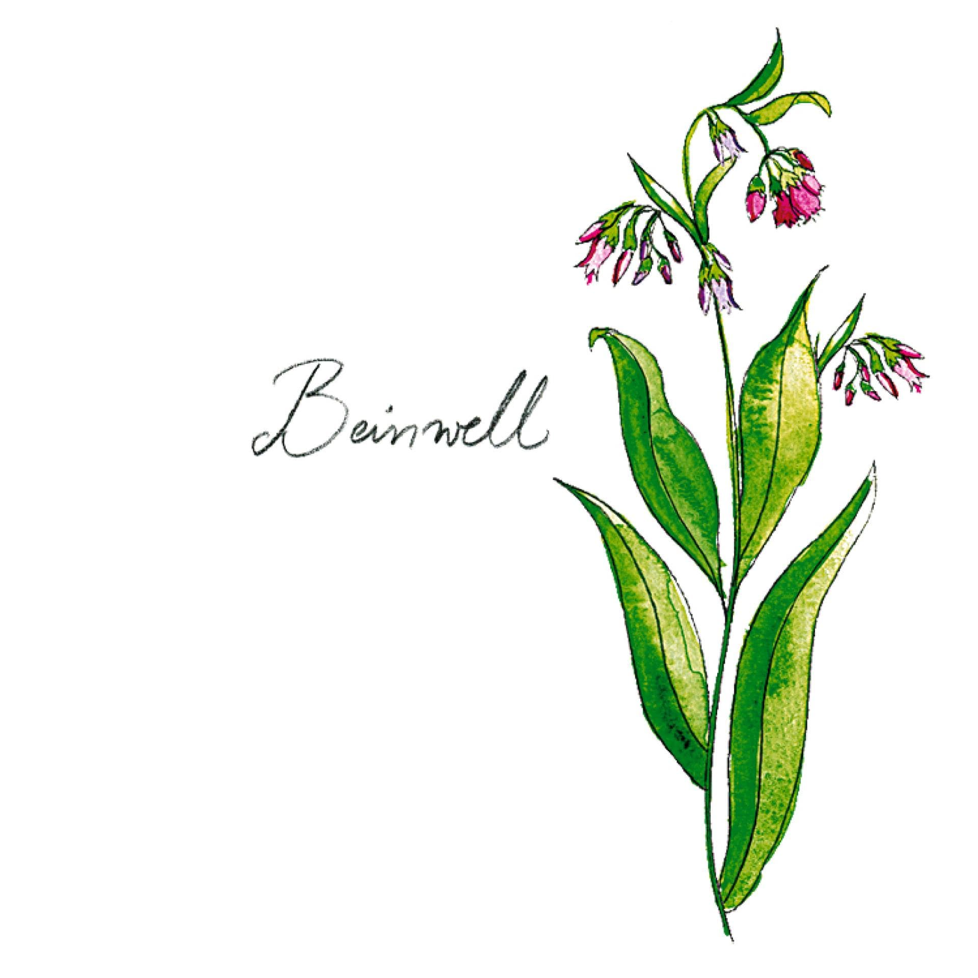 Kraut Beinwell Kraut Beinwell