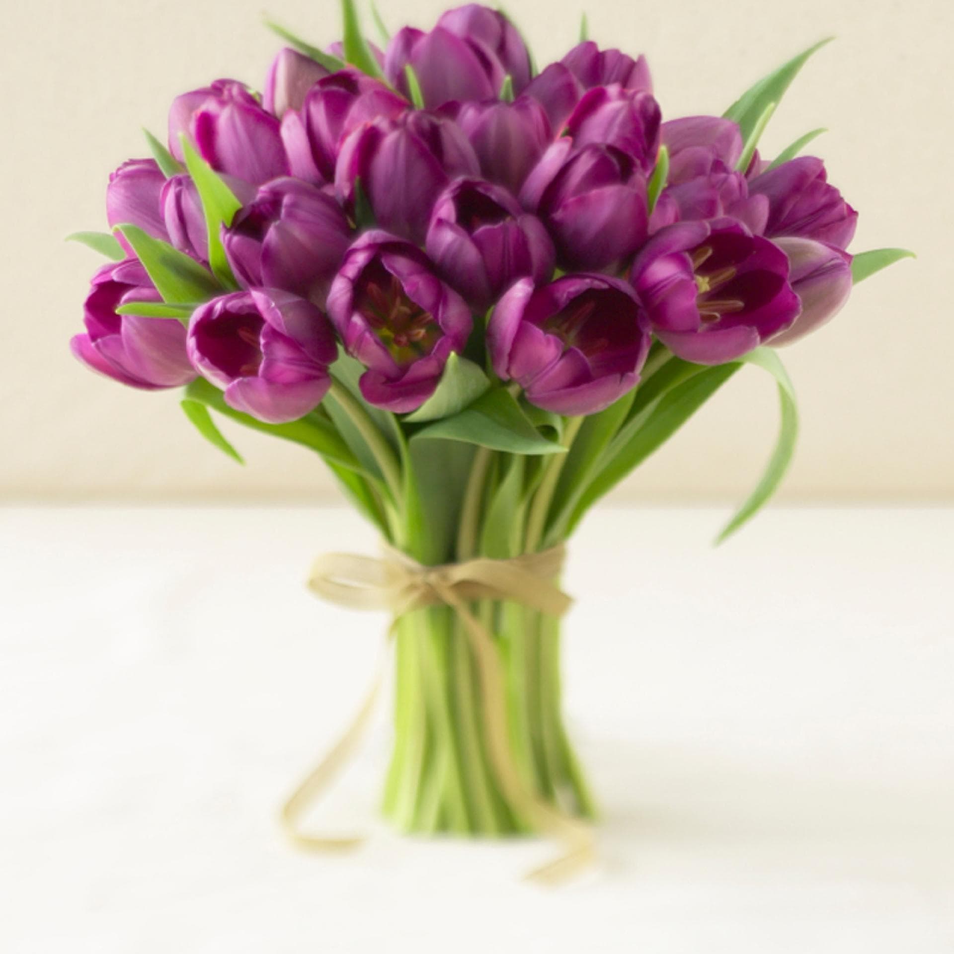 Lila Tulpen