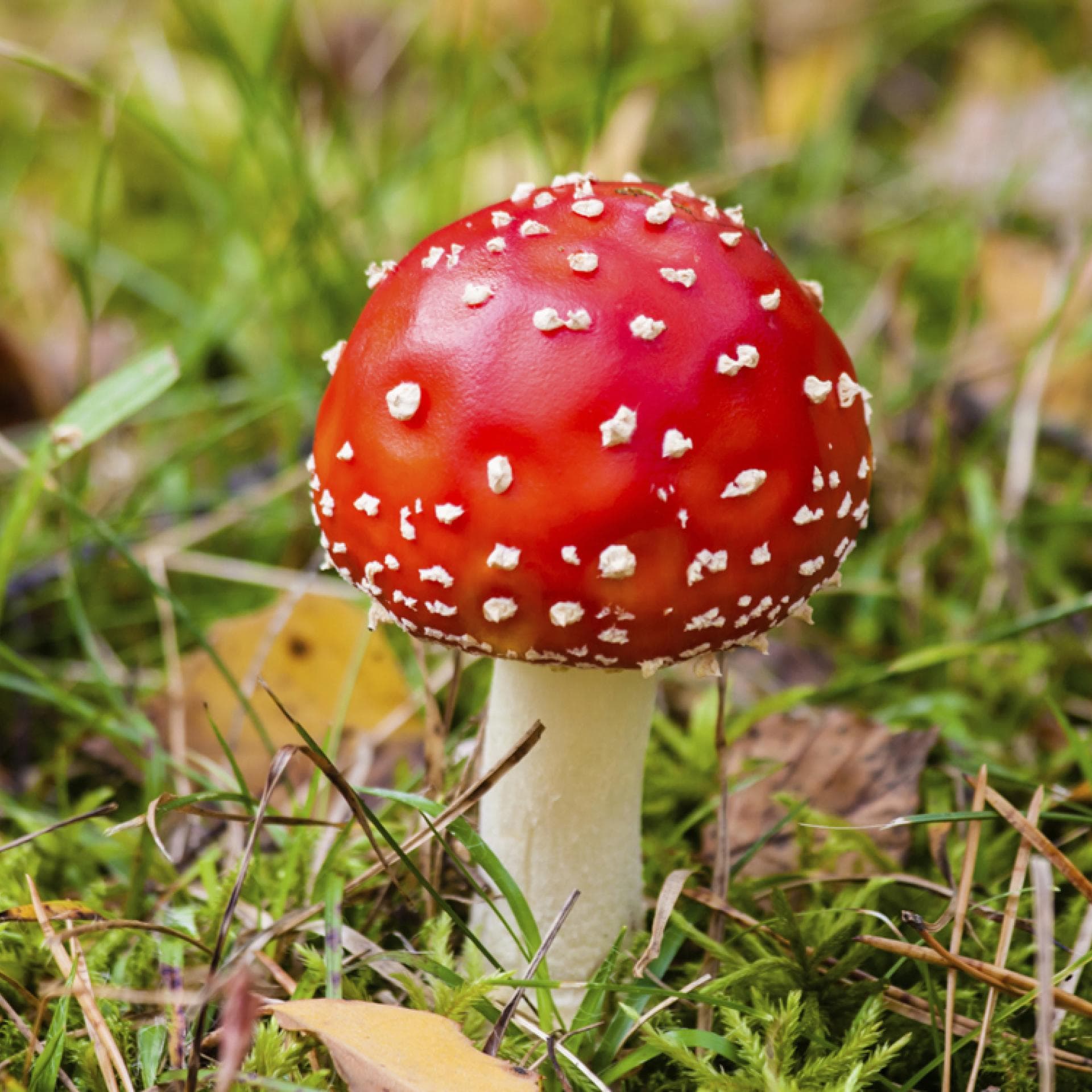 Fliegenpilz