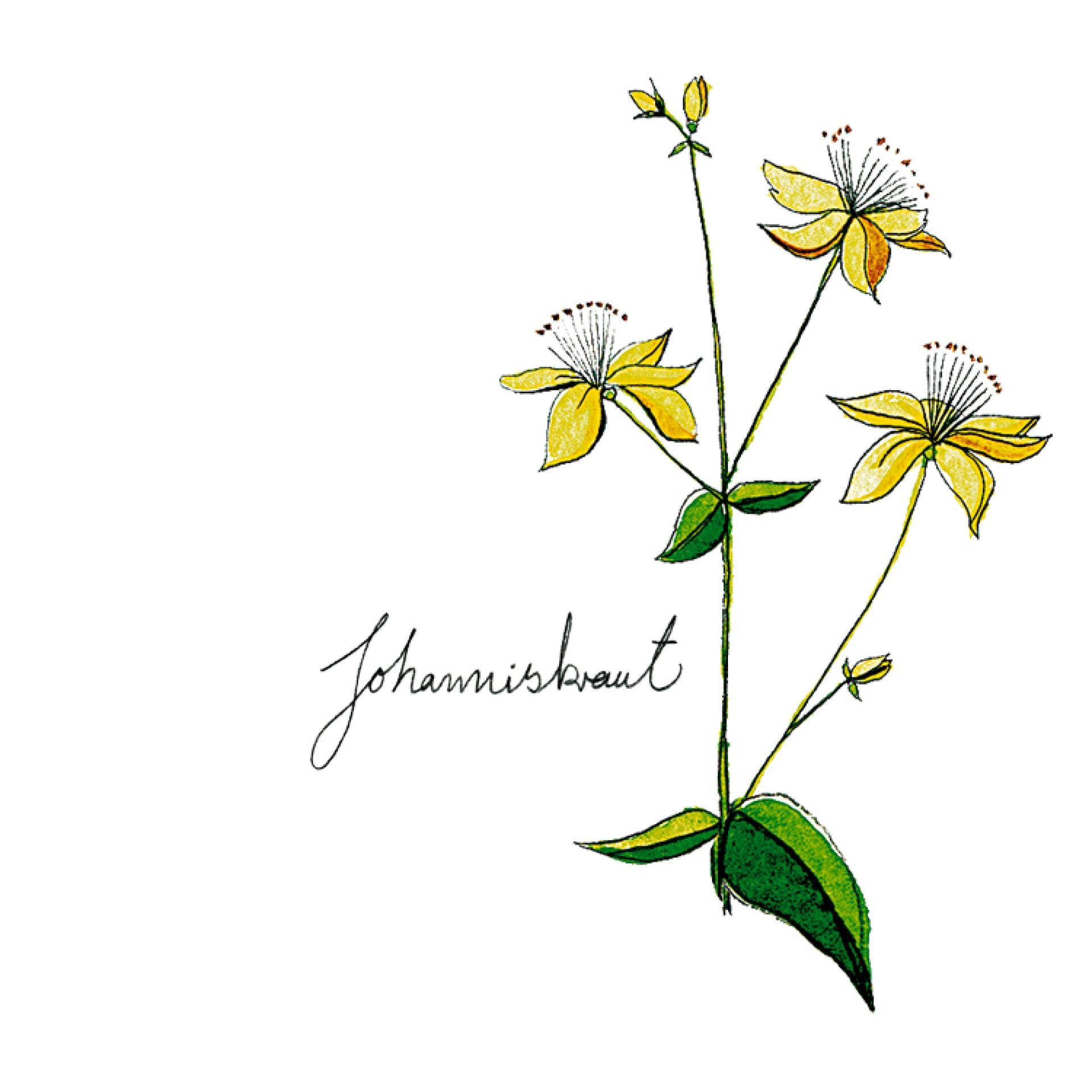 Johanniskraut Johanniskraut