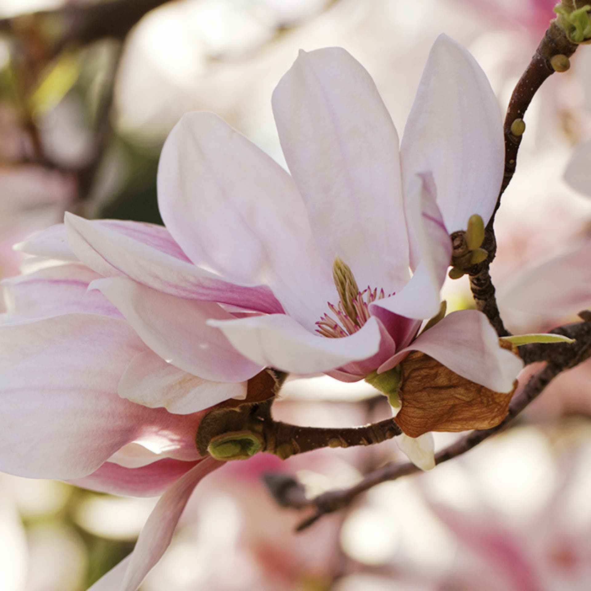 Magnolia Blüten Magnolia Blüten