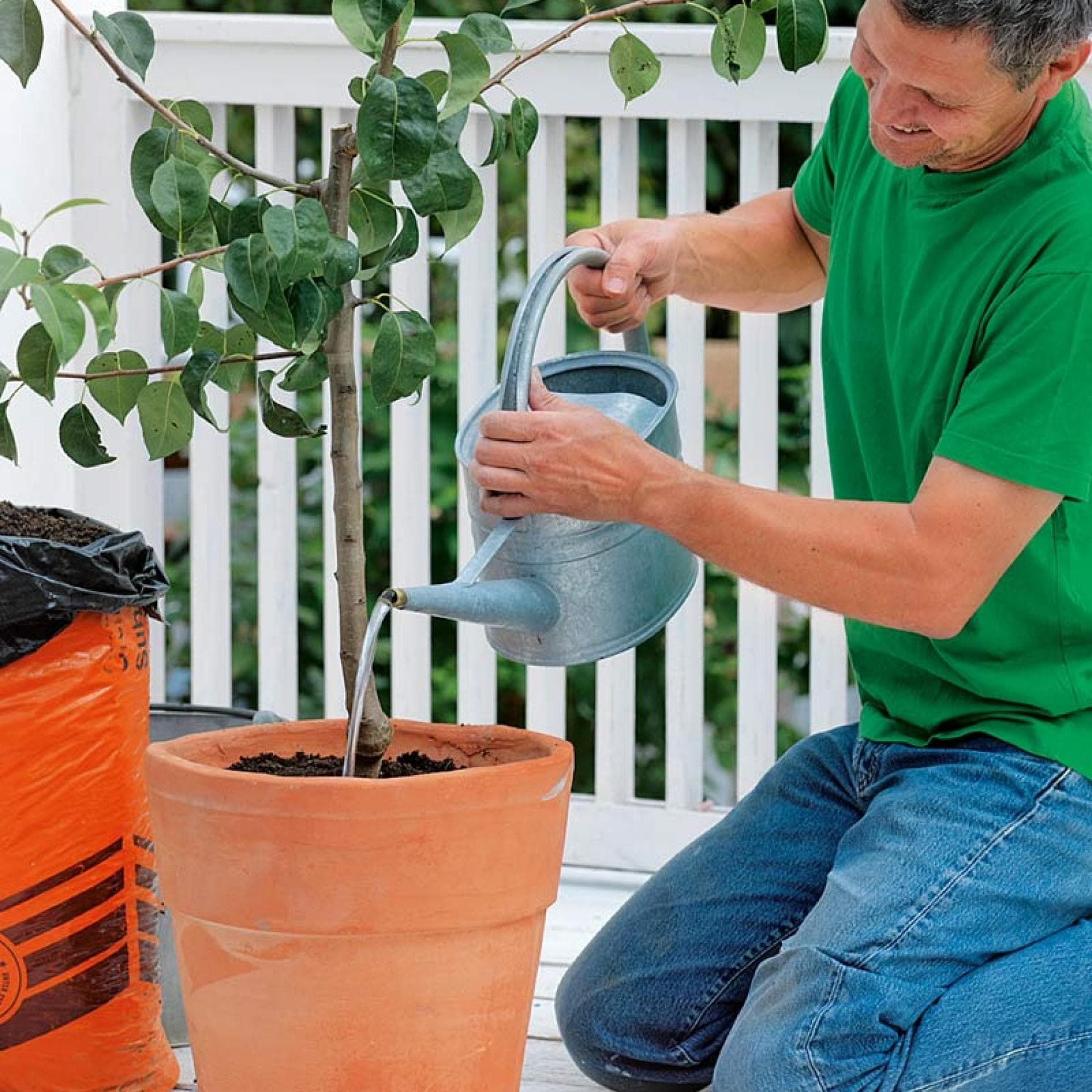 Mann gießt frisch eingepflanzten Apfelbaum - Mit unseren Tipps gelingt auch Ihnen das Um- und Einpflanzen 