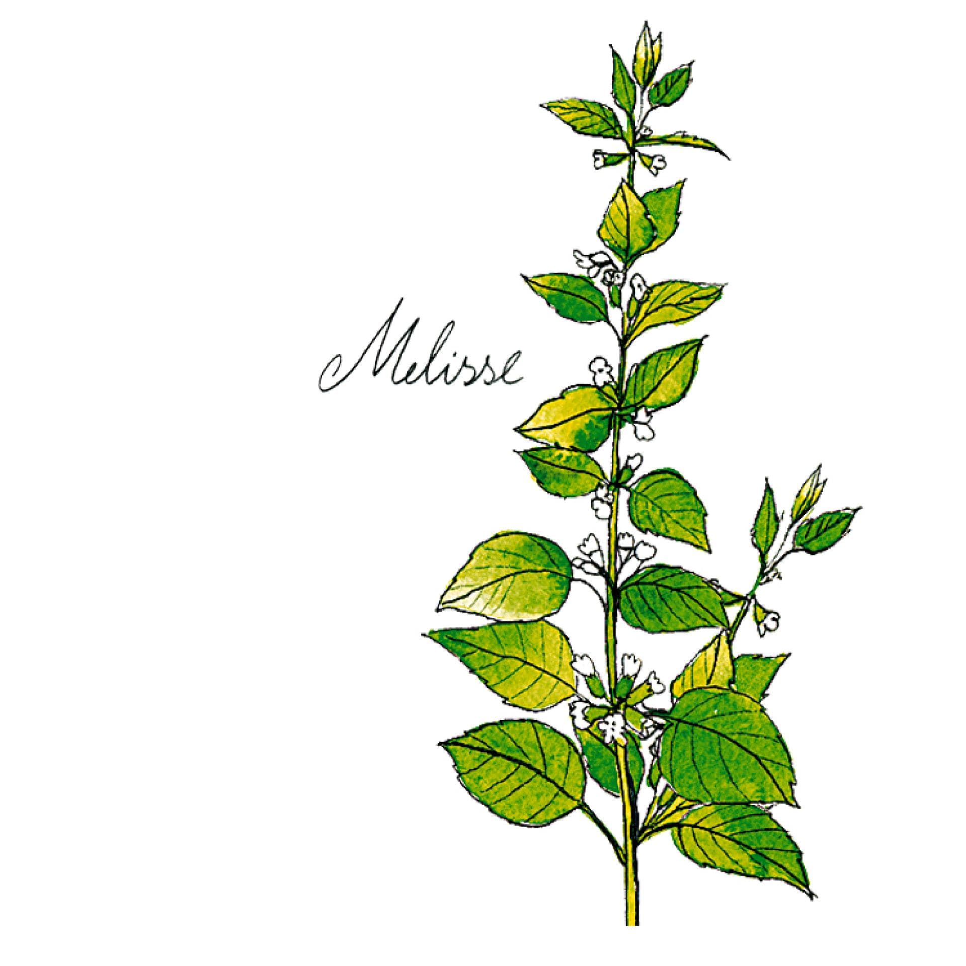 Kraurt Melisse Kraurt Melisse