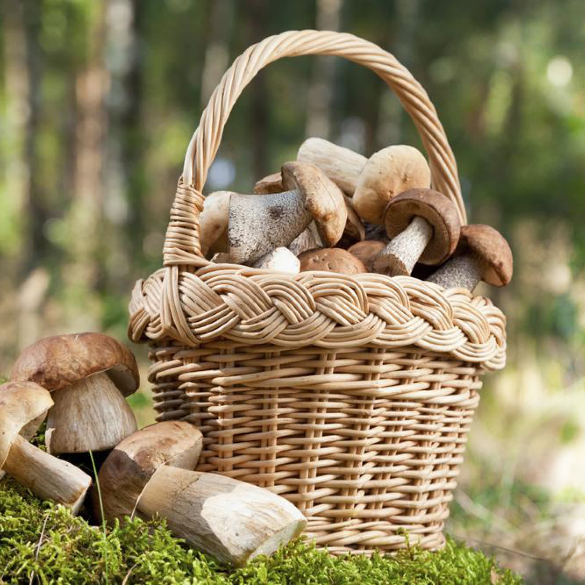 Pilze in einem Korb im Wald