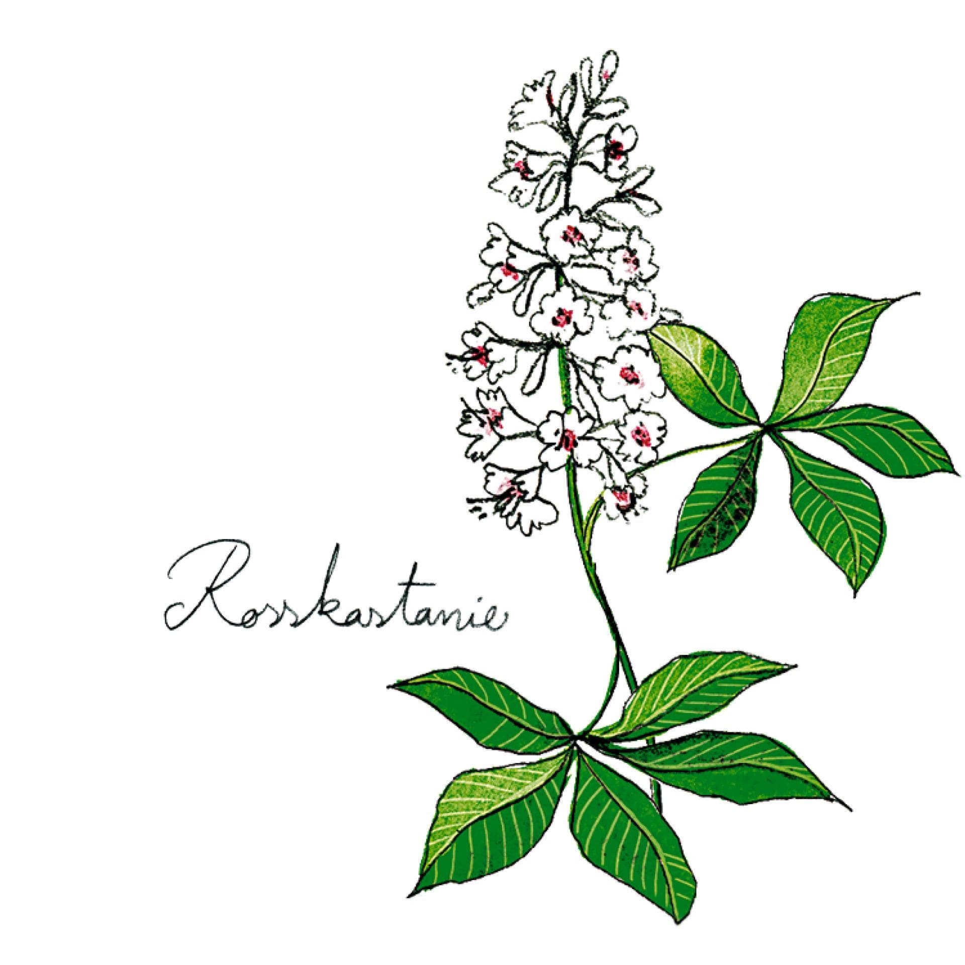 Kraut Rosskastanie Kraut Rosskastanie
