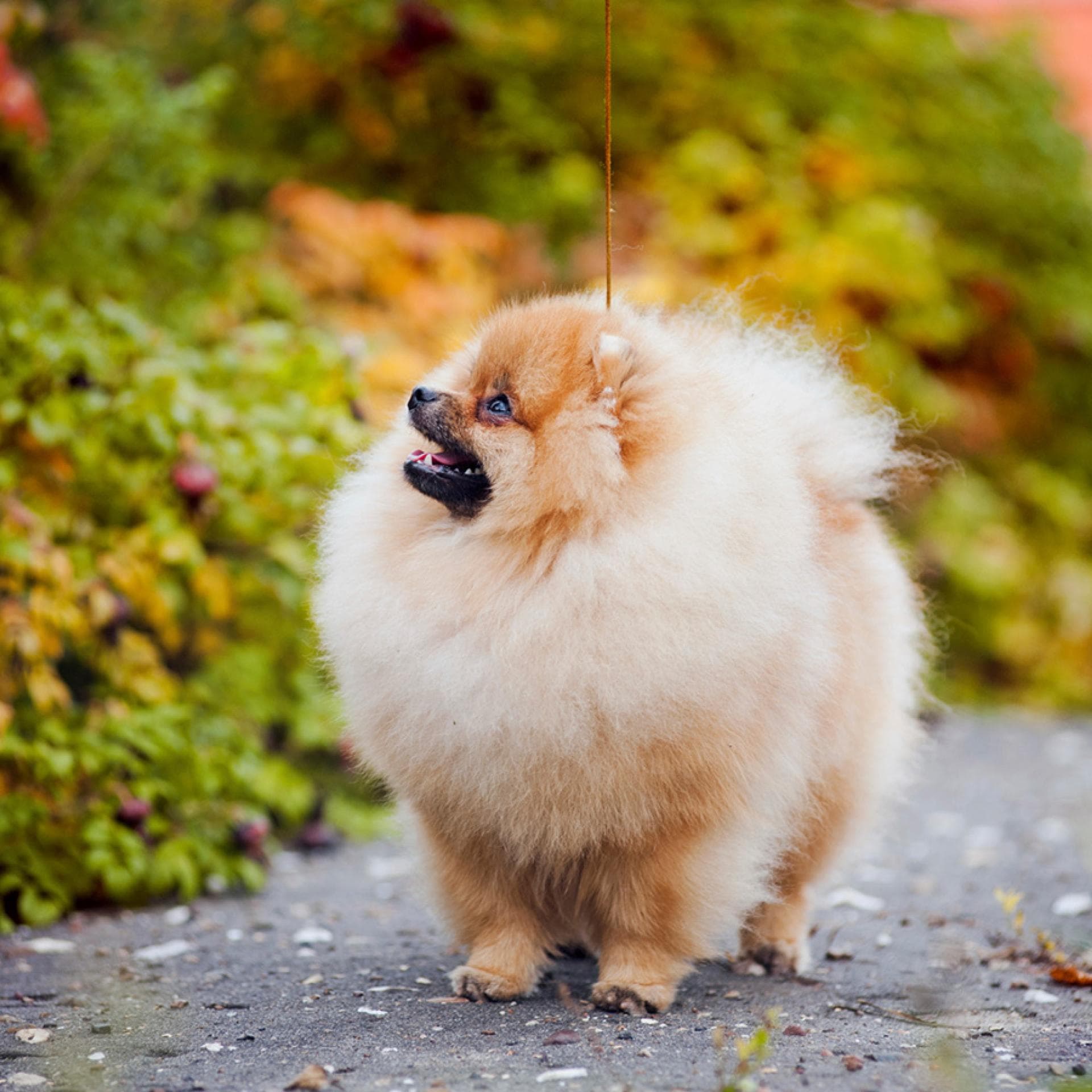 Spitz Welpe