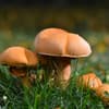 Pilz Quiz