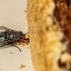 Fliegen vertreiben mit Hausmitteln