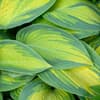 Funkie (Hosta)