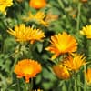 Ringelblumen