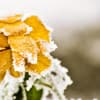 Rose Frost