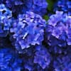 Blaue Hortensien