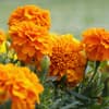 Tagetes