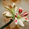 Weiße Amaryllis.