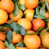 Orangen