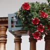 Balkonblumen 