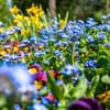Blumenmeer 