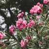 Oleander 