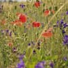 Wildblumen