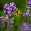 Bienenfreundliche Blumen 