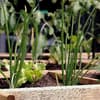 Urban Gardening 