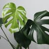 Monstera pflegen 