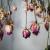 Trockenblumen