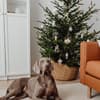 Ein Hund liegt vor dem Weihnachtsbaum.