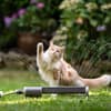 Katze spielt im Garten
