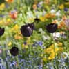 Schwarze Tulpen im Blumenbeet