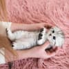 Babykatze knuddeln