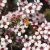 Bienenfreundliche Stauden 