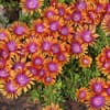 Mittagsblumen als Bodendecker