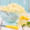 Holunderblüten werden für ein Rezept vorbereitet