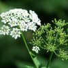 Giersch im Garten