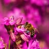 Biene sammelt Nektar im bienenfreundlichen Hochbeet