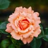 Rose für einen sonnigen Standort