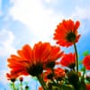 Blumen vor blauem Himmel