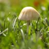 Pilze im Garten
