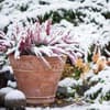 Garten im Winter 