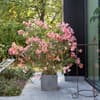 Oleander im Garten 